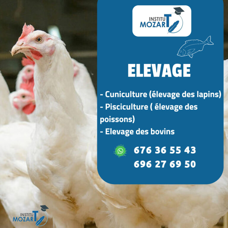 Elevage-formation-institut-mozart